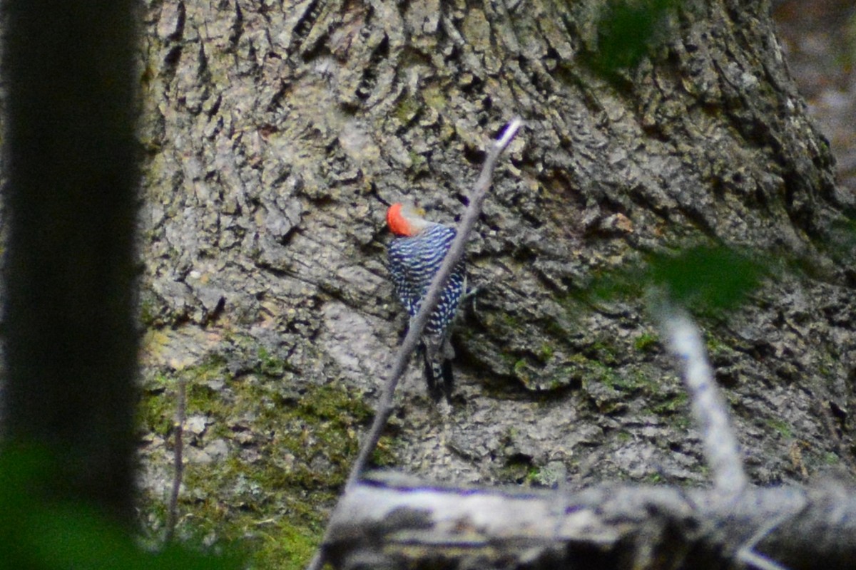 Red-bellied Woodpecker - Meron Abraham