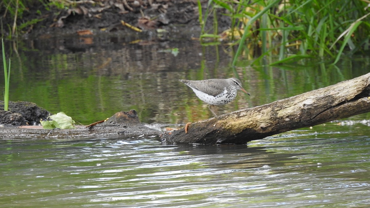 Spotted Sandpiper - woody wheeler