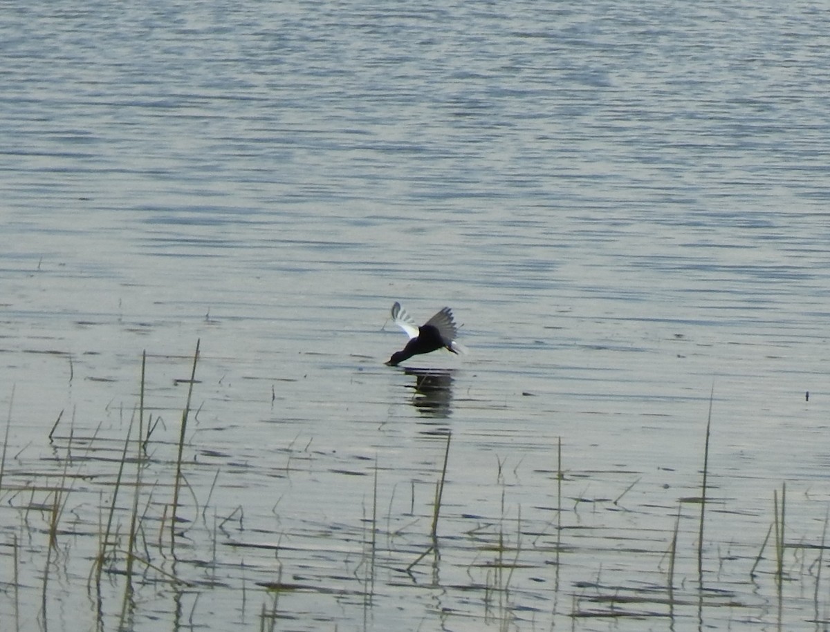 White-winged Tern - Jean Lemoyne