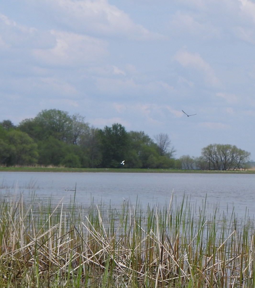 White-winged Tern - Jean Lemoyne