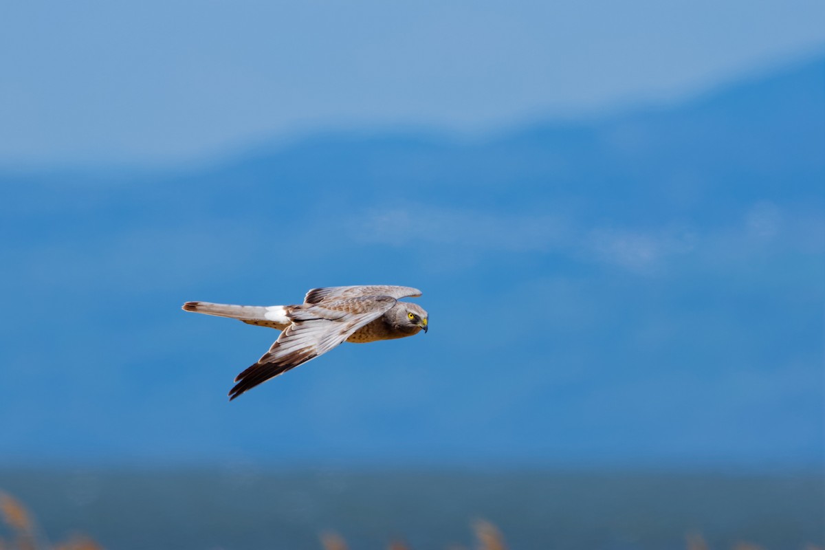 Northern Harrier - Darry W.