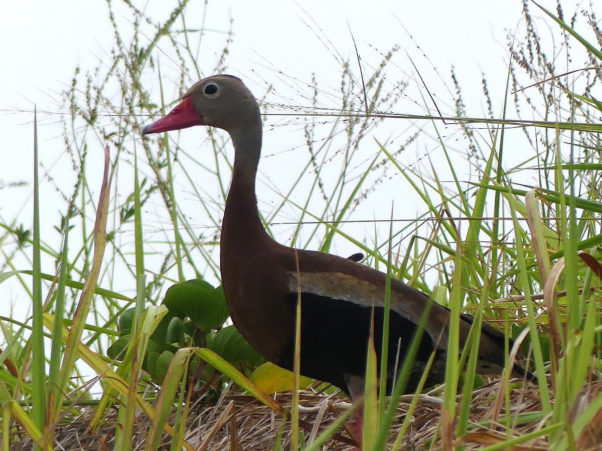 Black-bellied Whistling-Duck - Lorraine Margeson