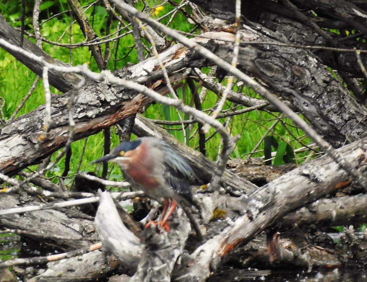 Green Heron - woody wheeler