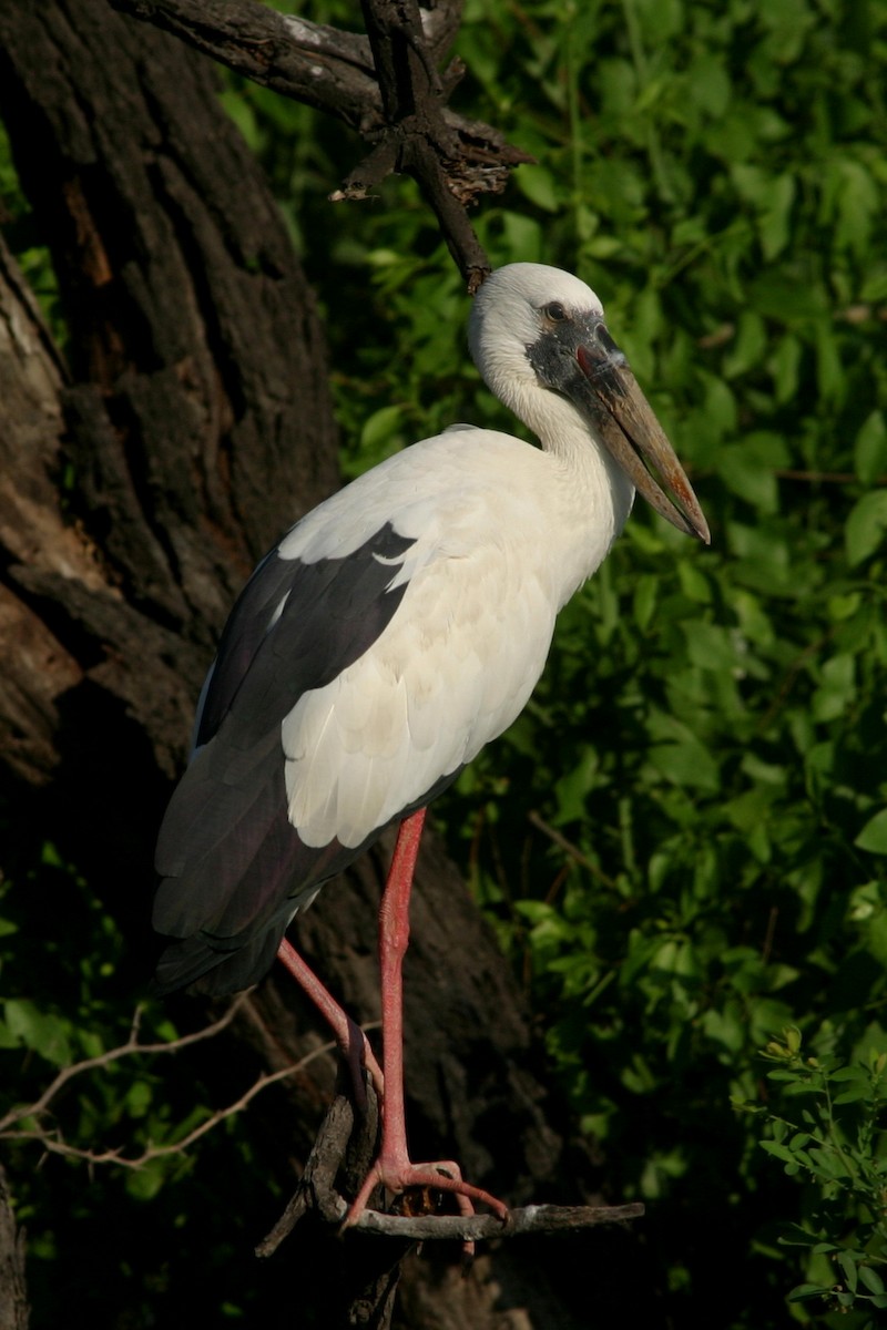 Asian Openbill - Andrey Mikhaylov