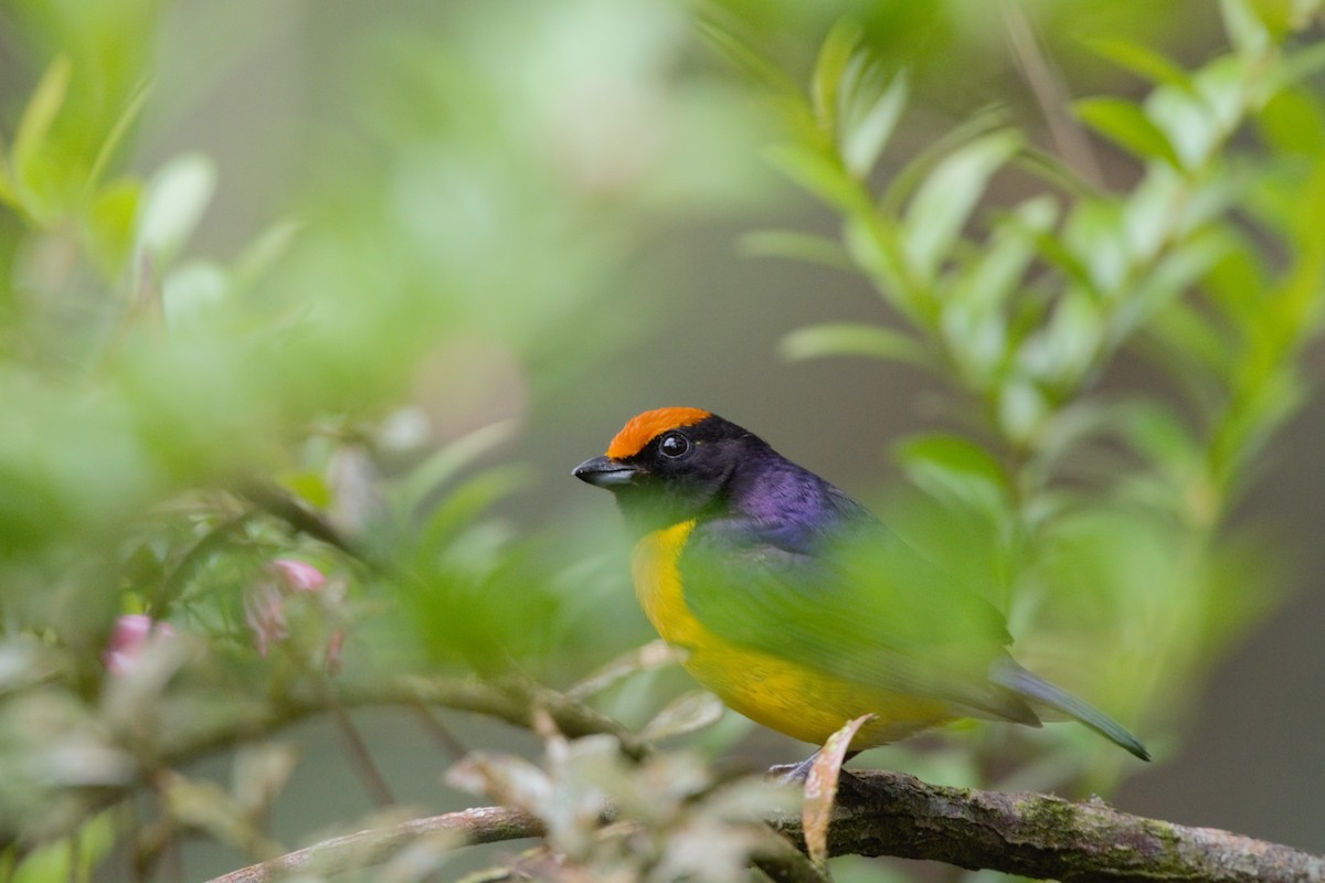 Tawny-capped Euphonia - Alexandra Barath