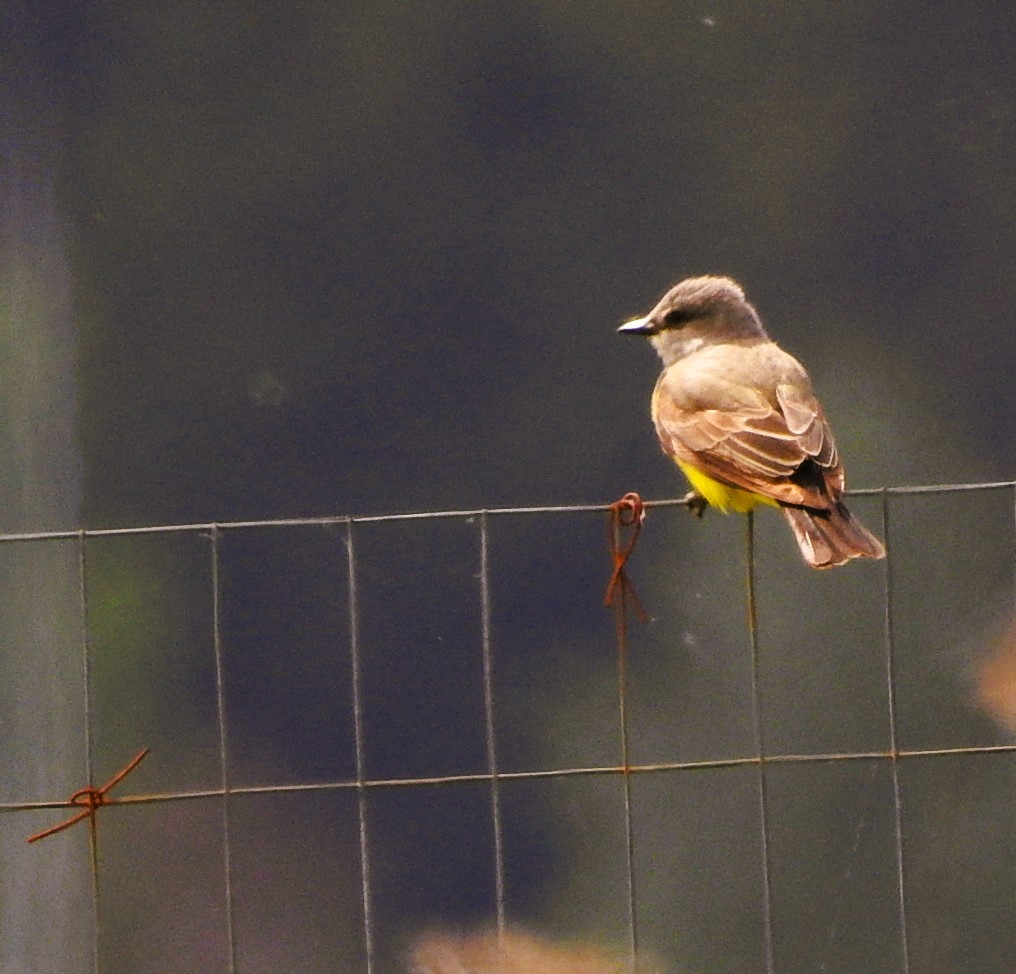 Western Kingbird - woody wheeler