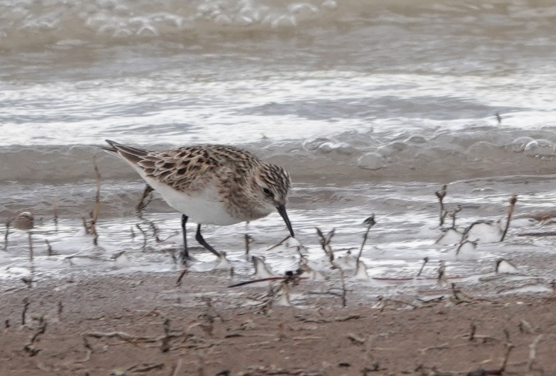 Baird's Sandpiper - Rene Laubach