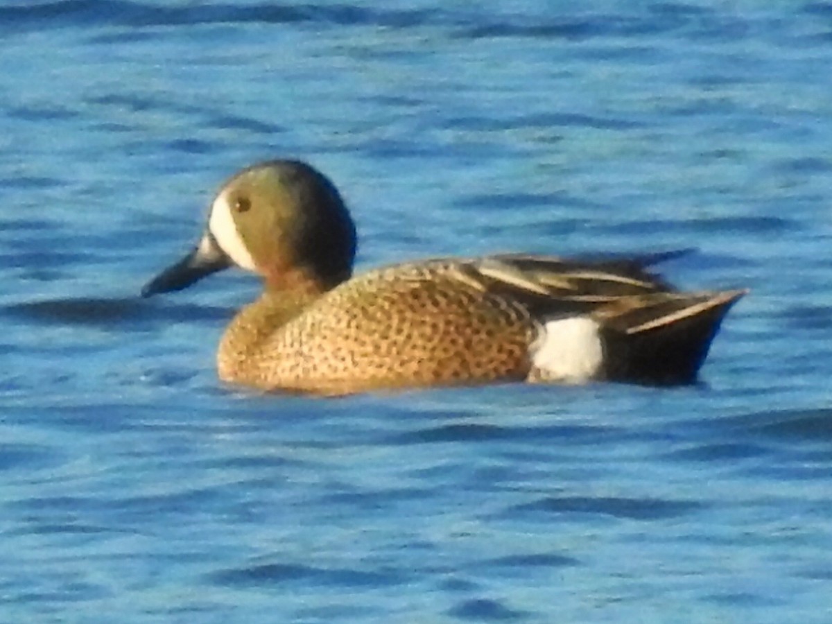Blue-winged Teal - Antonio Jesús Sepúlveda