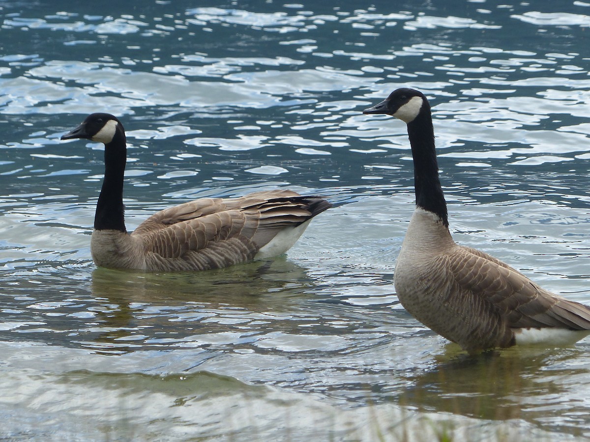 Canada Goose - Carolyn Wilcox