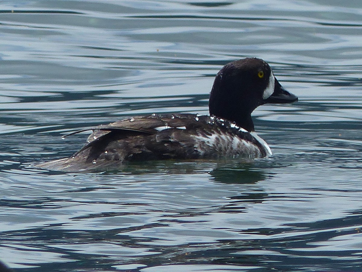 Barrow's Goldeneye - Carolyn Wilcox