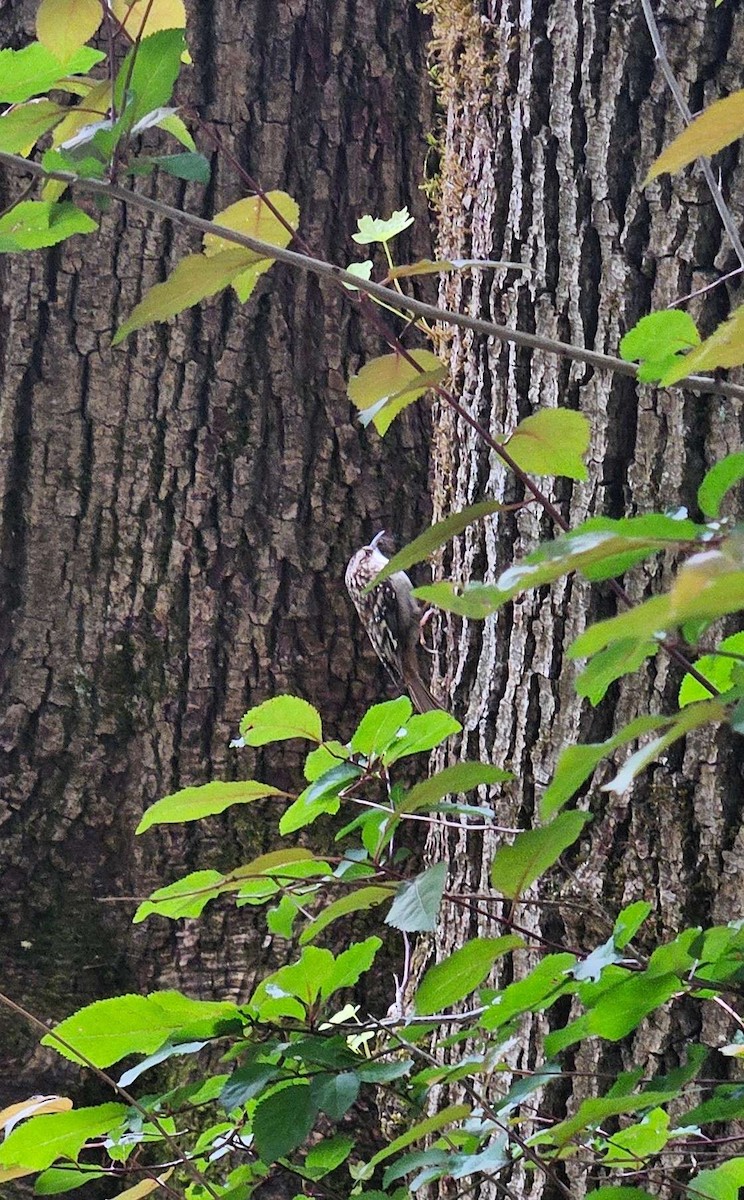 Brown Creeper - Tser Supalla