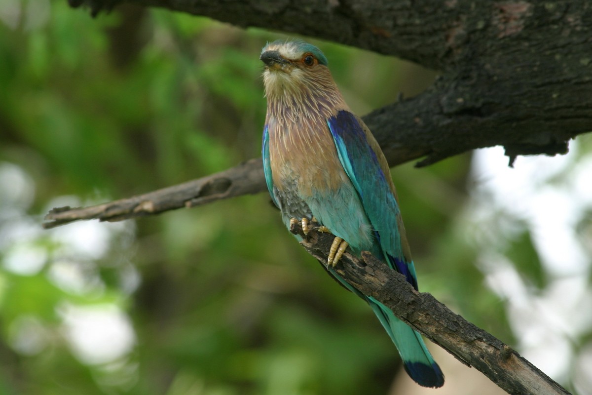 Indian Roller - Andrey Mikhaylov