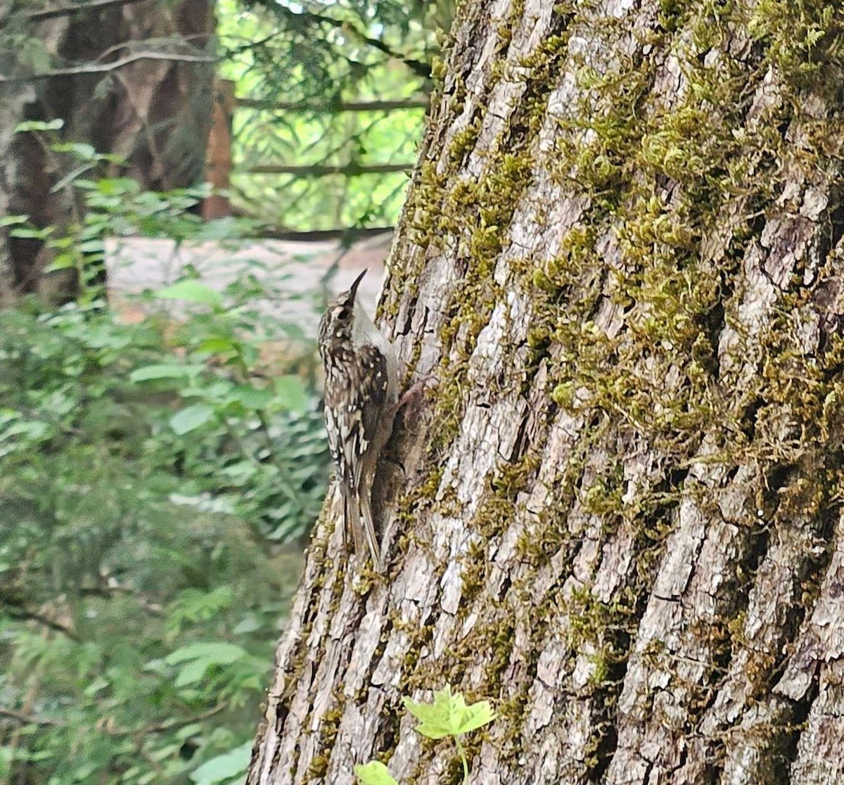 Brown Creeper - Tser Supalla