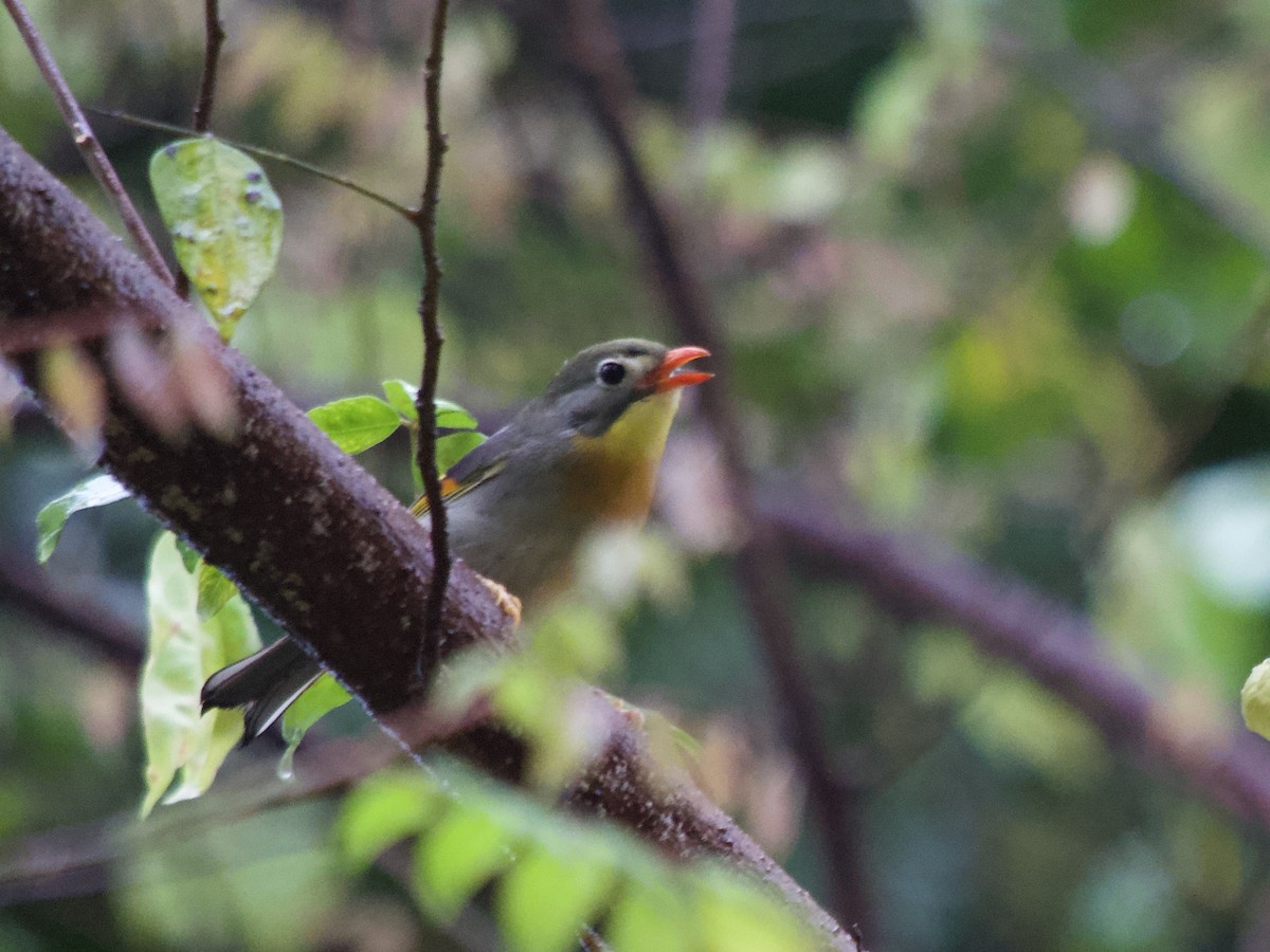 Red-billed Leiothrix - Andrew Bell