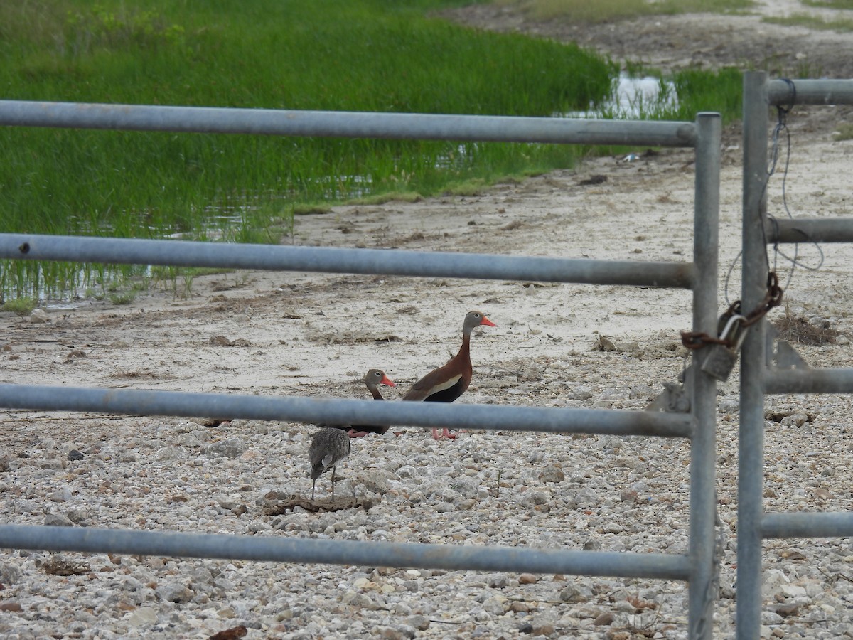 Black-bellied Whistling-Duck - ML619190396