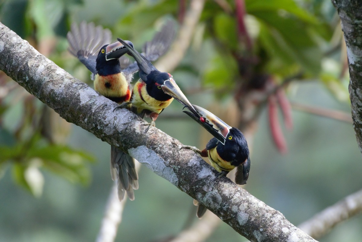 Collared Aracari - Alexandra Barath