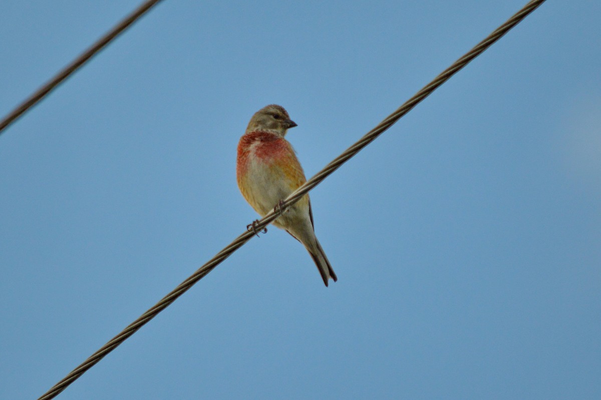 Eurasian Linnet - Oksana Subotko