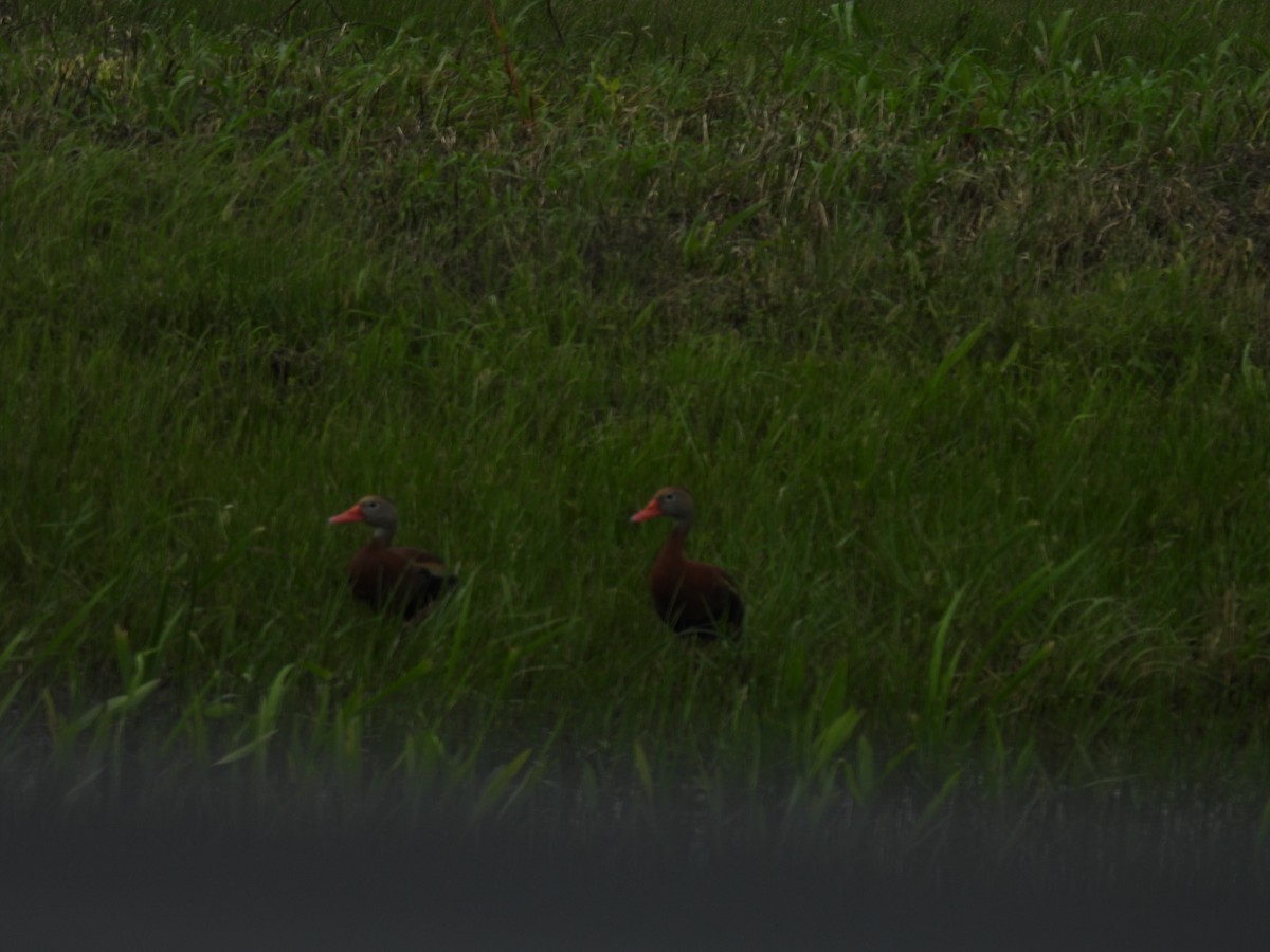 Black-bellied Whistling-Duck - ML619190405