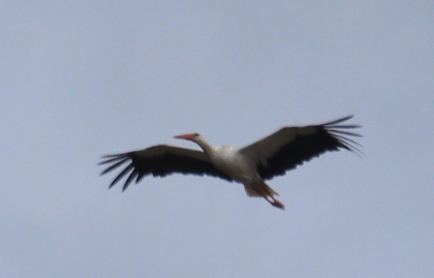 White Stork - Edmund Bell