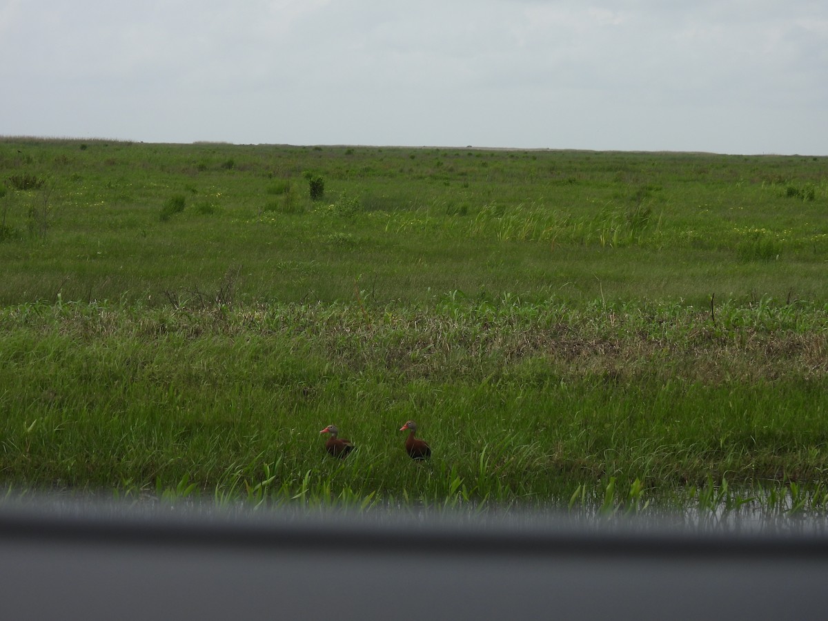 Black-bellied Whistling-Duck - ML619190421