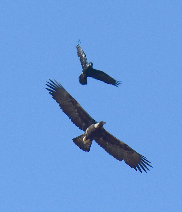 Golden Eagle - Steve Eckert