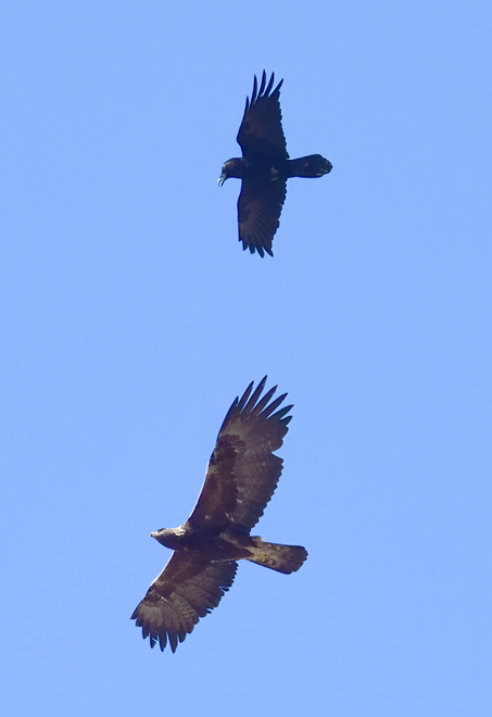 Golden Eagle - Steve Eckert