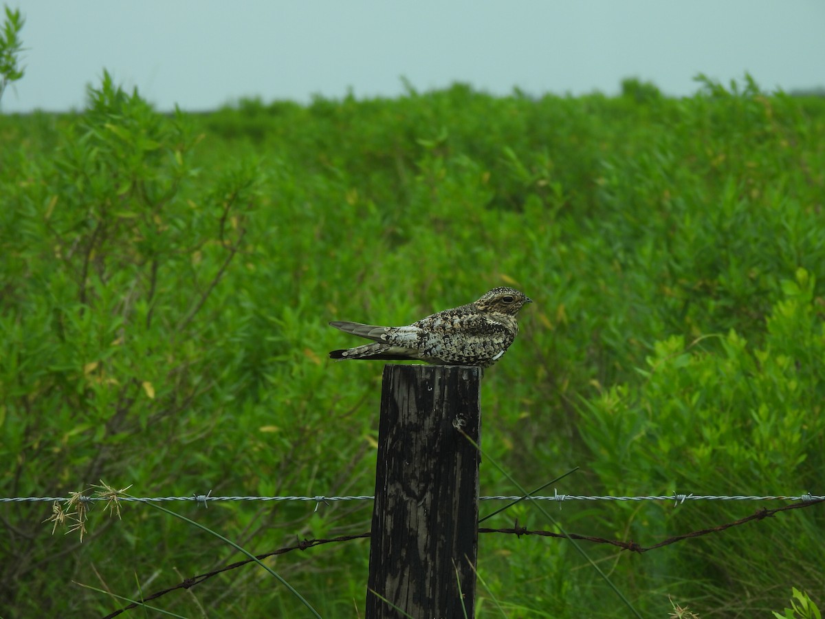 Common Nighthawk - Thomas Galaskewicz