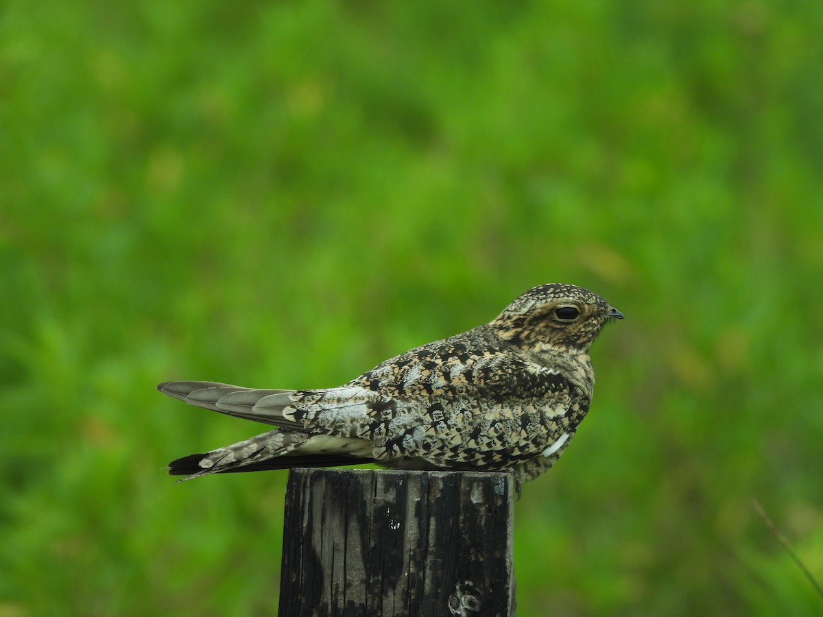 Common Nighthawk - Thomas Galaskewicz