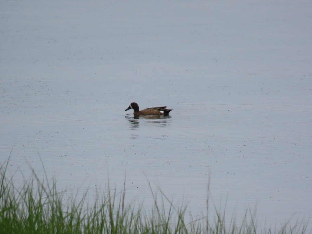 Blue-winged Teal - Lyne Ménard