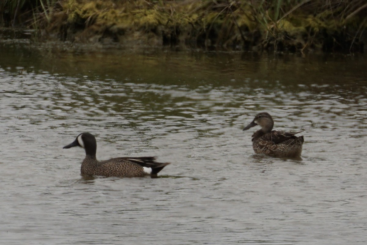 Blue-winged Teal - Andrew Griebeler