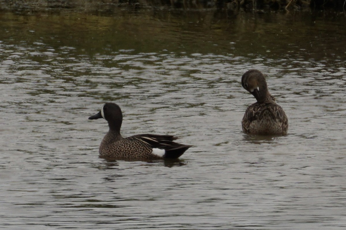 Blue-winged Teal - Andrew Griebeler