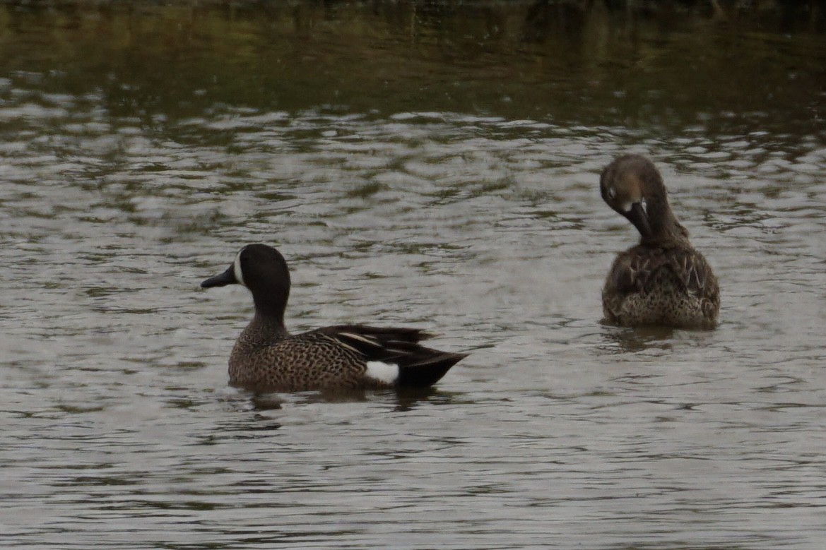 Blue-winged Teal - Andrew Griebeler