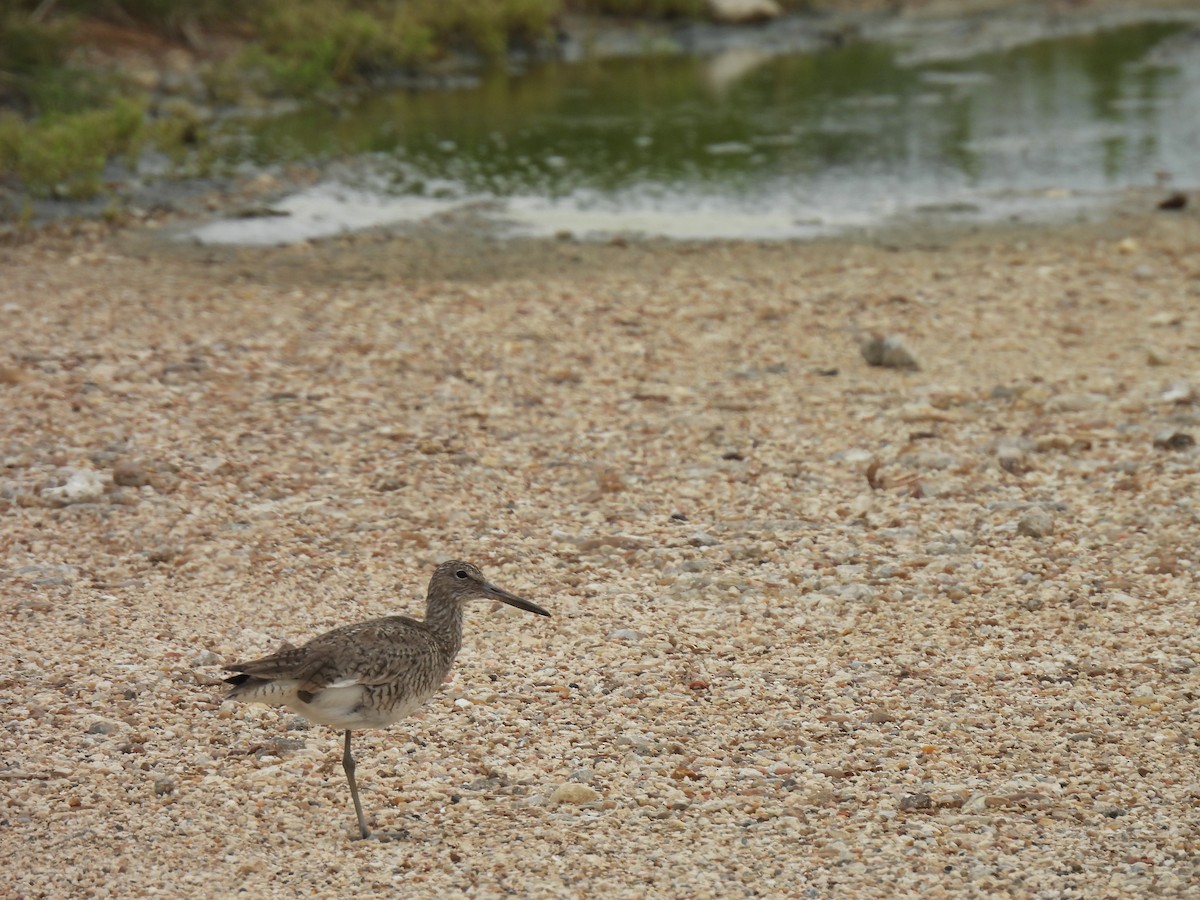 Willet - ML619190484