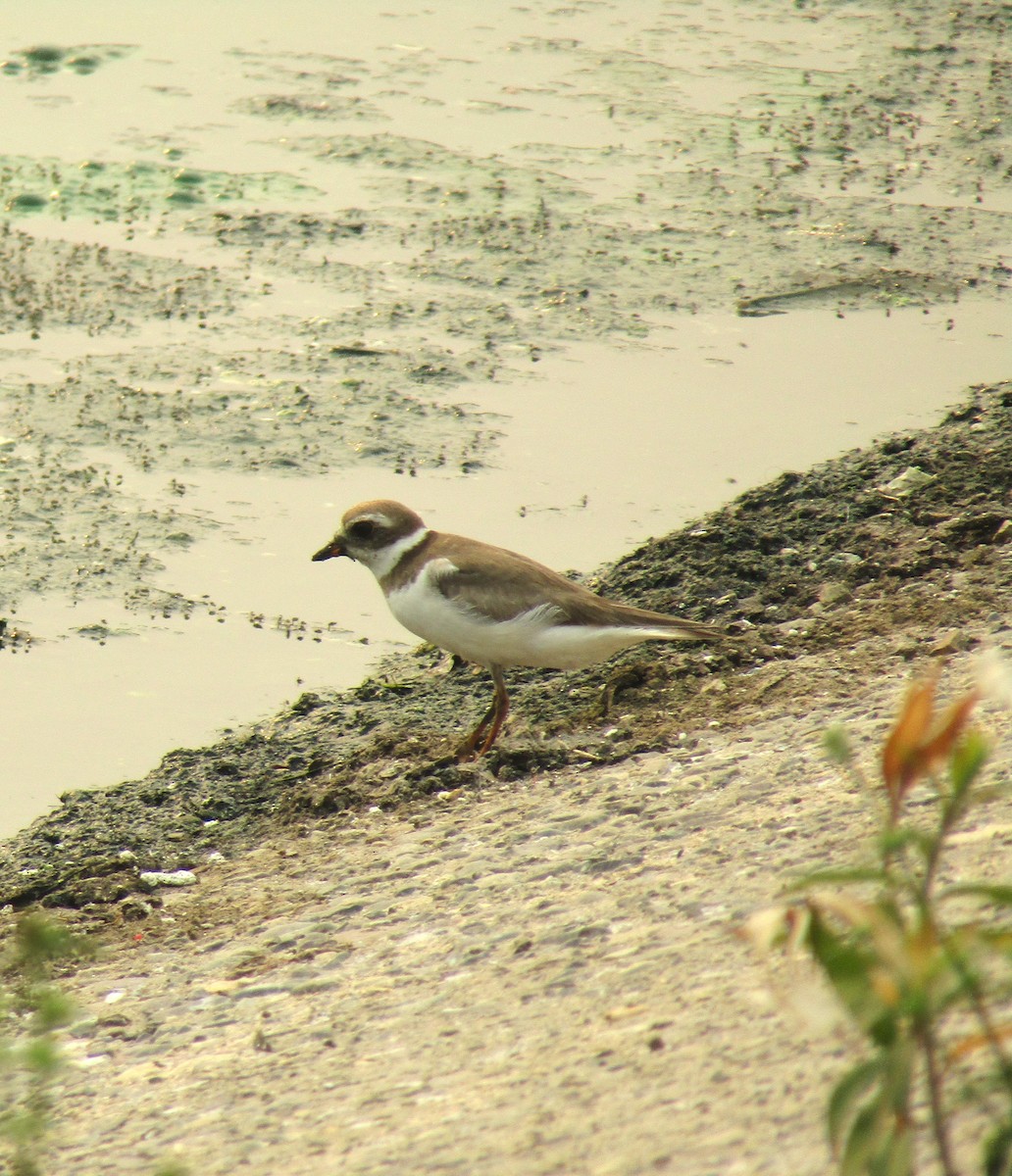 Semipalmated Plover - Liliana Matute Mandujano