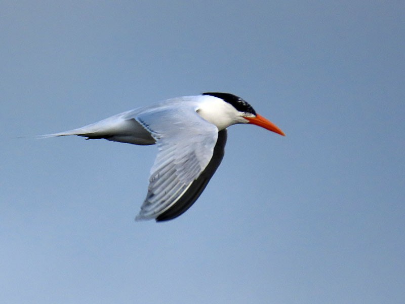 Royal Tern - Karen Lebing