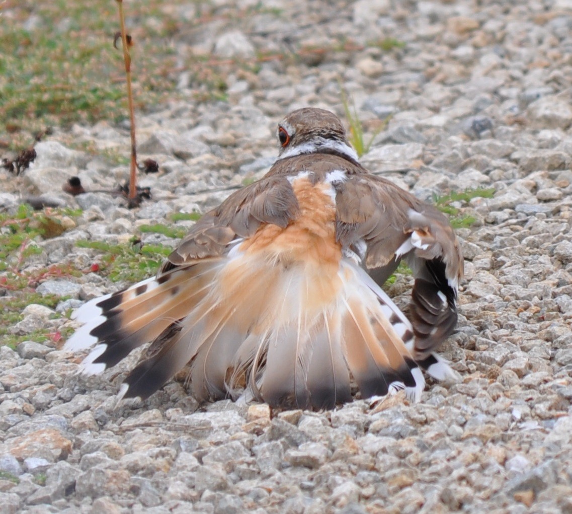 Killdeer - ML61919051