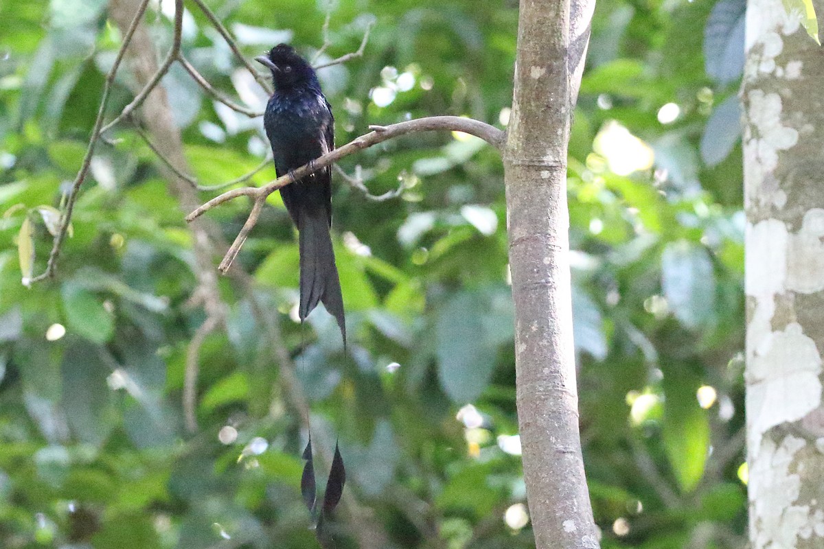 Greater Racket-tailed Drongo - Christopher Escott