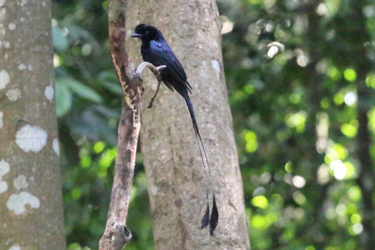 Greater Racket-tailed Drongo - Christopher Escott