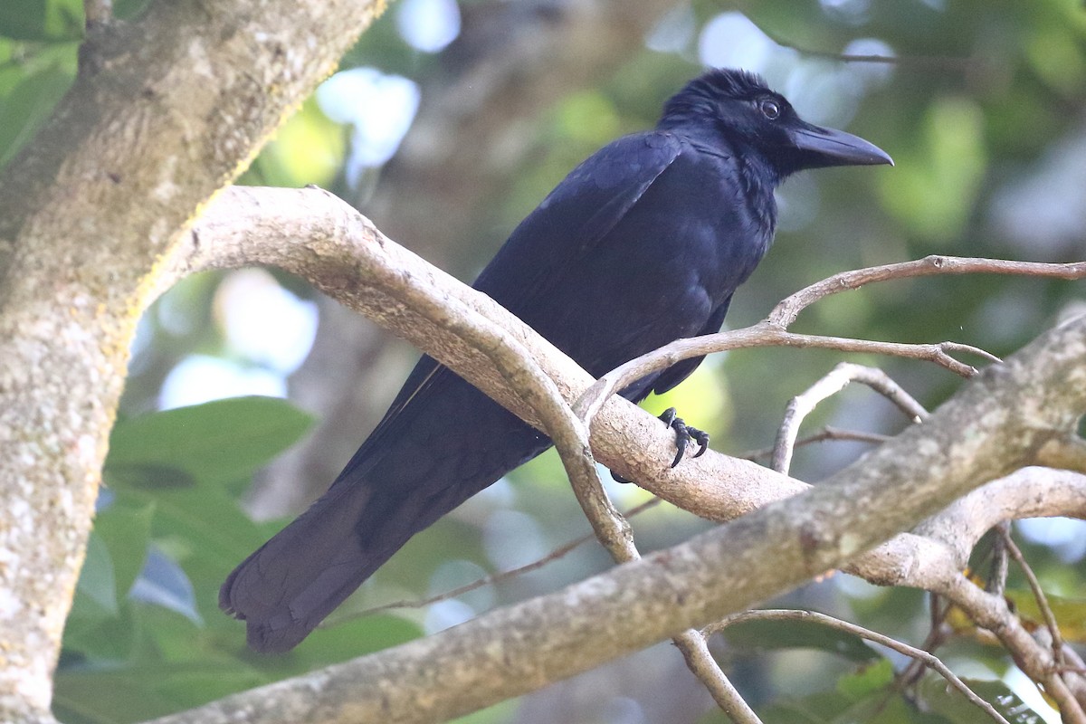 Large-billed Crow - Christopher Escott
