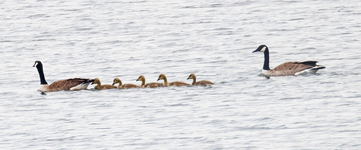 Canada Goose - Michel Laquerre