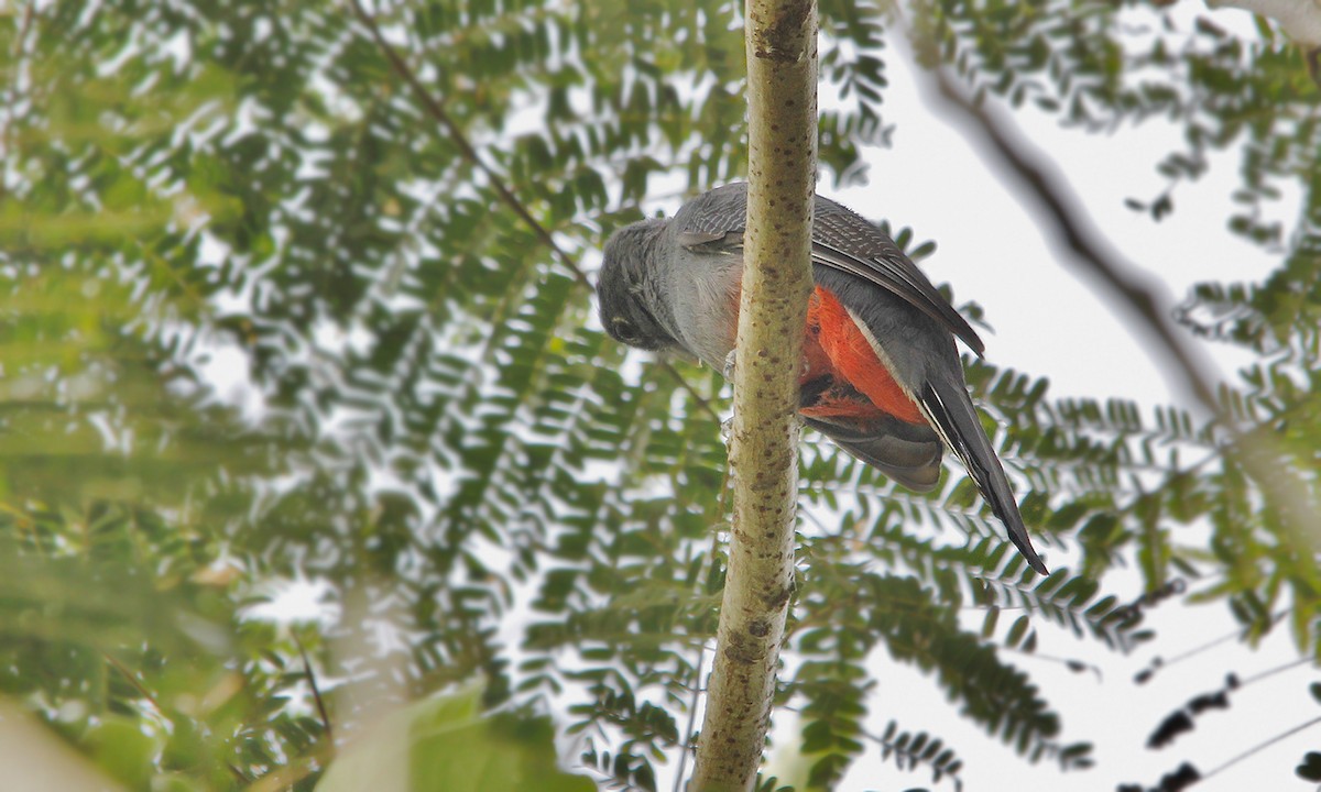 trogon surucua - ML619190540