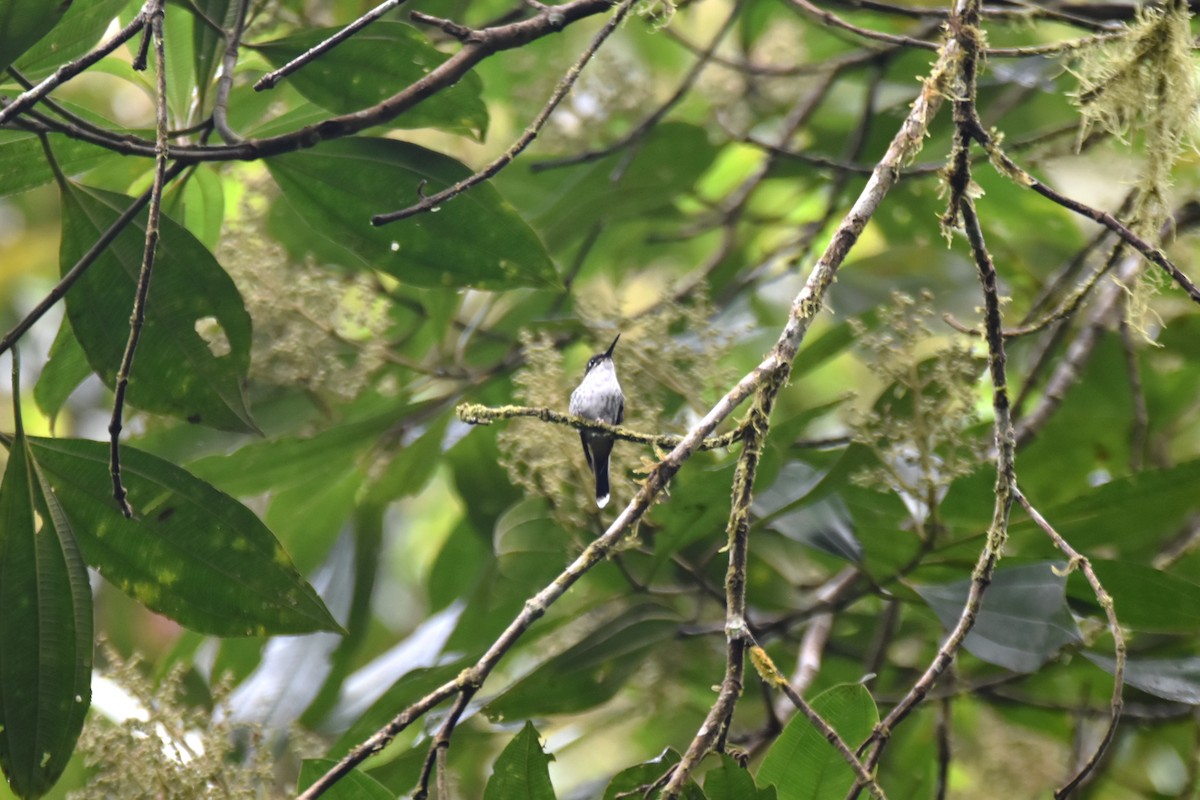 White-booted Racket-tail - irina shulgina