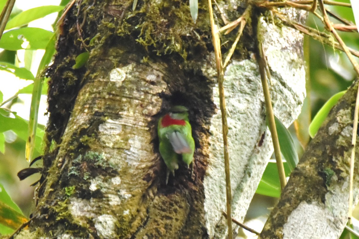 Crimson-rumped Toucanet - irina shulgina