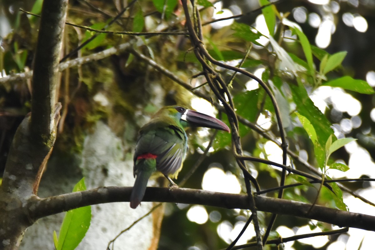 Crimson-rumped Toucanet - ML619190572