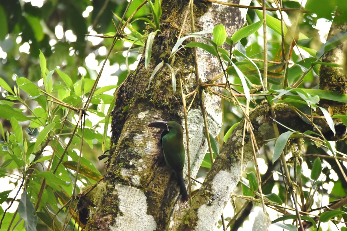 Crimson-rumped Toucanet - irina shulgina