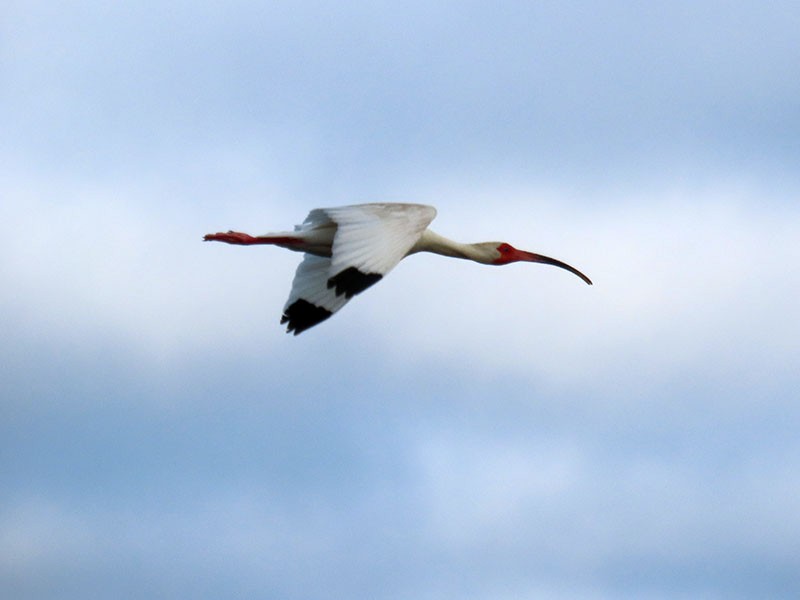 White Ibis - Karen Lebing