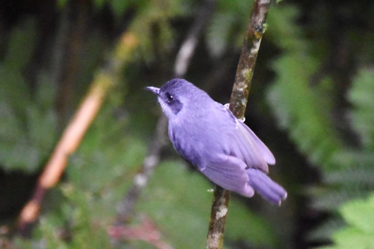 Plain Antvireo - ML619190584