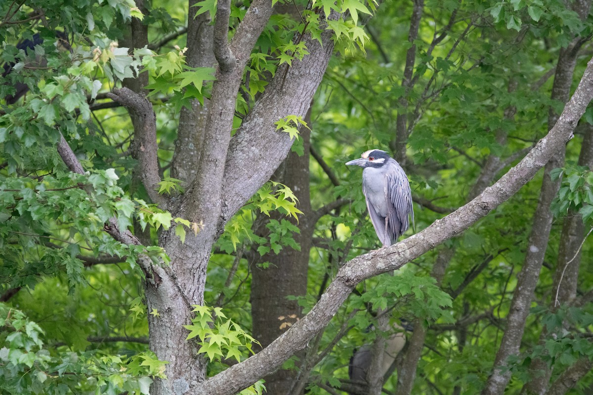 Yellow-crowned Night Heron - Candice Lowther