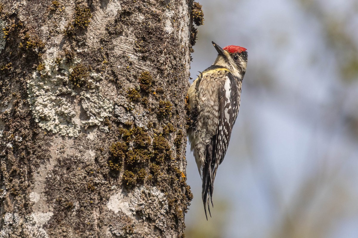 Yellow-bellied Sapsucker - County Lister Brendan