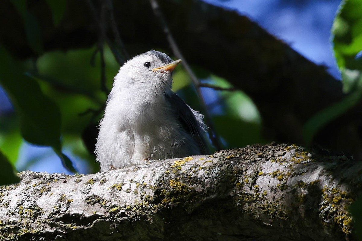 White-breasted Nuthatch - Garrett Lau